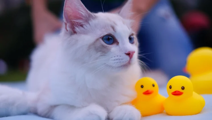Lavare il gatto... Meglio di no